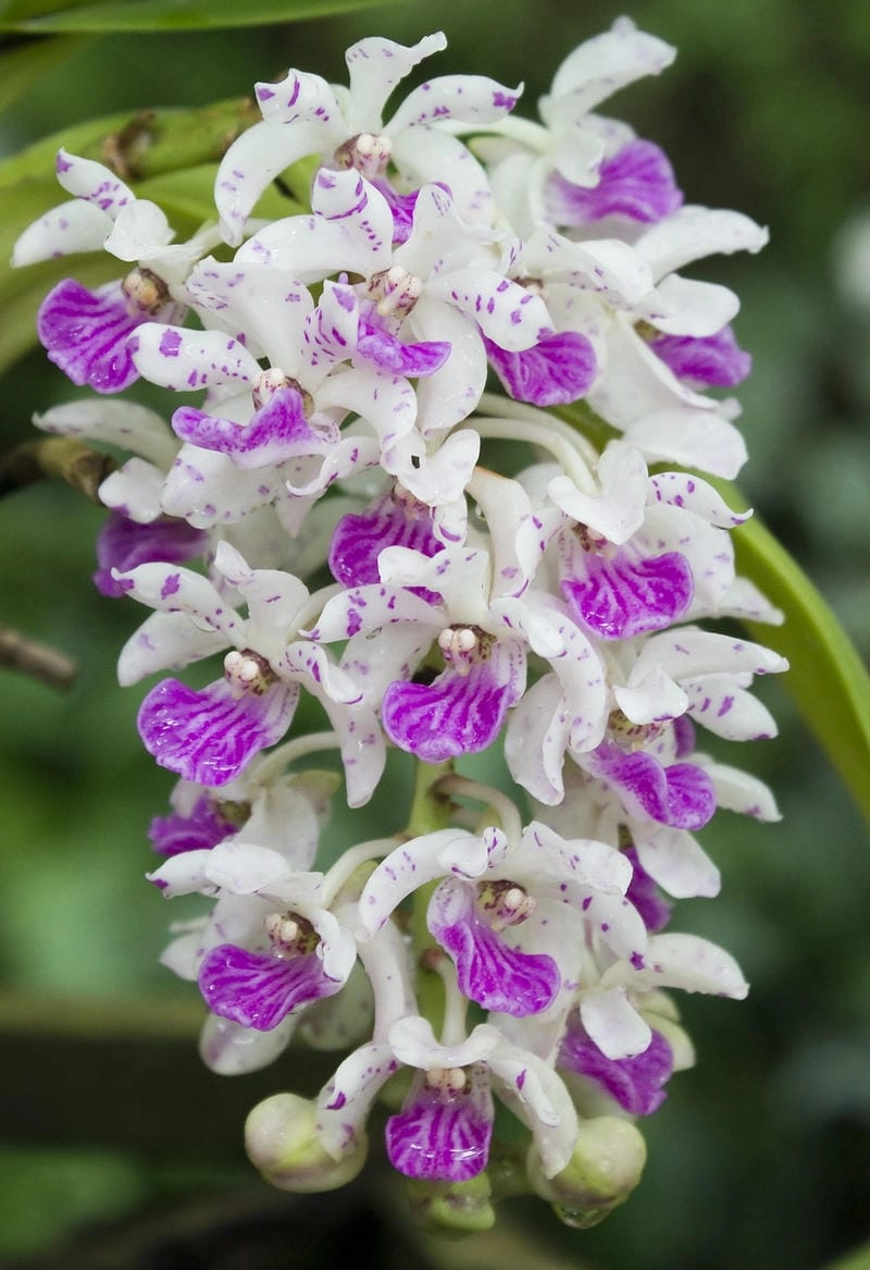 Hoa lan ngọc điểm dịu dàng quyến rũ ngày xuân