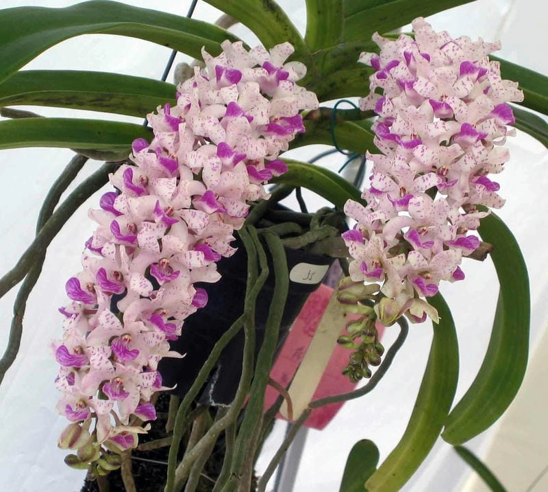 Phong lan đai châu thể hiện đẳng cấp người chơi