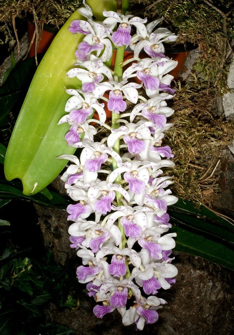 Đai châu rừng mang vẻ đẹp hoang dã tự nhiên