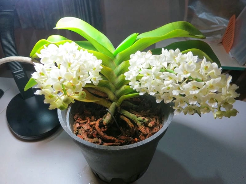 Hình ảnh lan ngọc điểm rực rỡ mùa tết