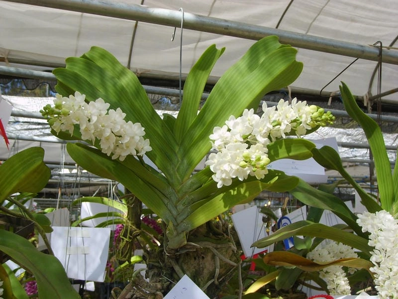 Hình nền hoa lan đai châu sang trọng tinh tế