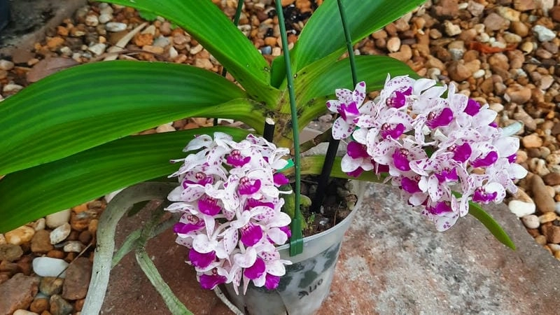 Hình nền lan ngọc điểm mang không khí ngày xuân