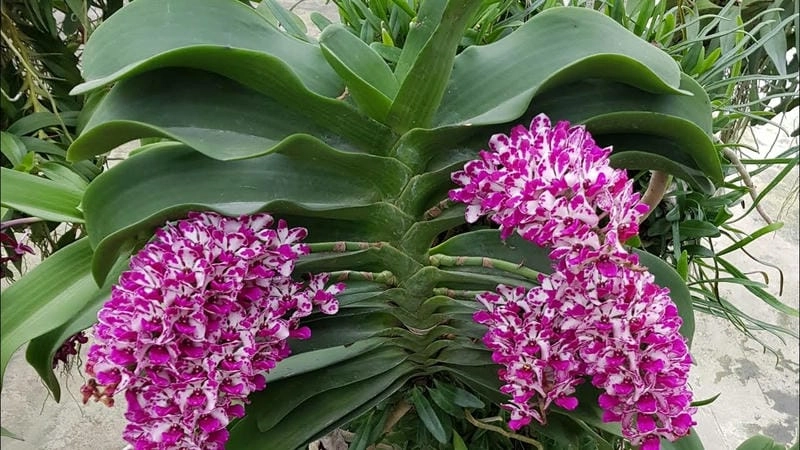 Ảnh đẹp lan đai châu tôn vinh vẻ quý phái