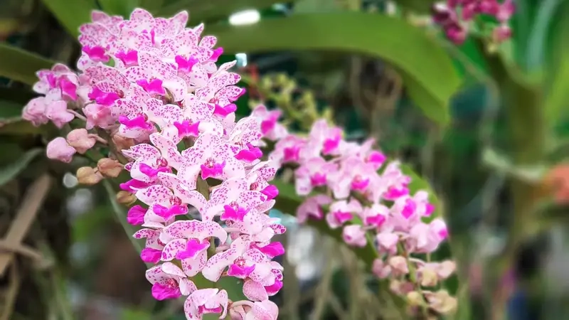 Đai châu thái form đẹp màu sắc hài hòa