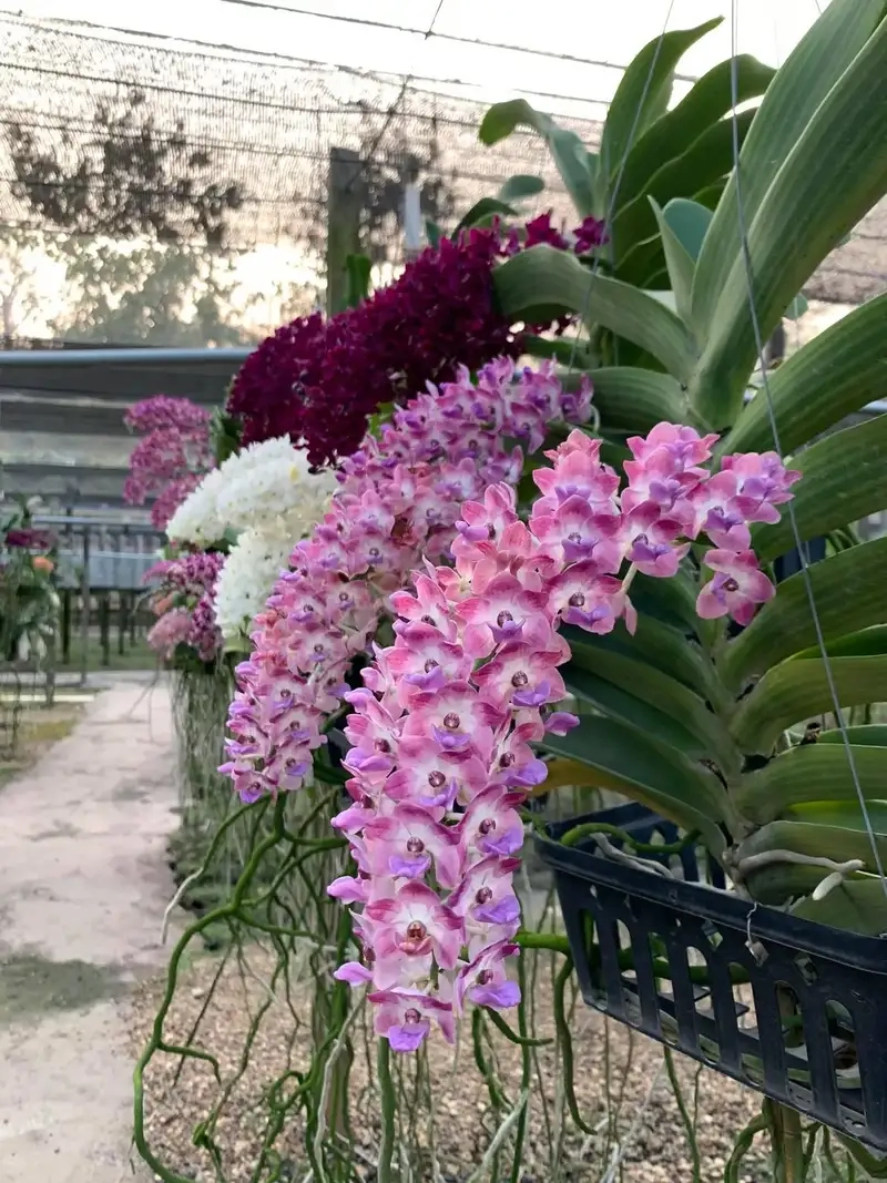 Ngọc điểm thái sai hoa hương thơm dễ chịu