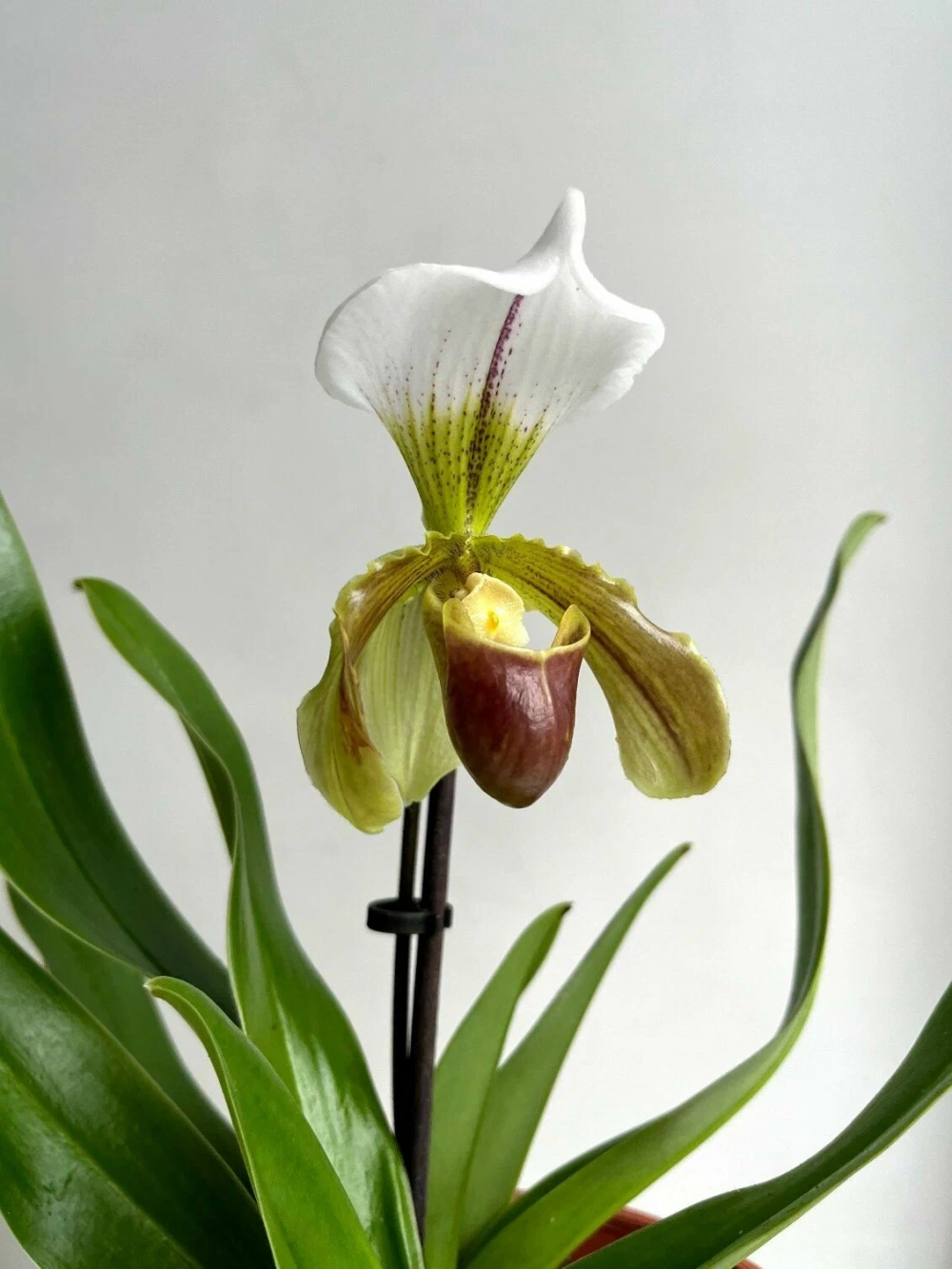 Lan hài độc đáo với dáng hoa lạ cuốn hút