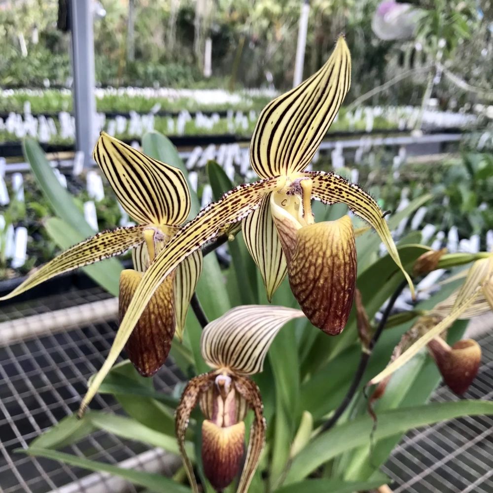 Hoa lan hài tinh tế mang vẻ đẹp hiếm có