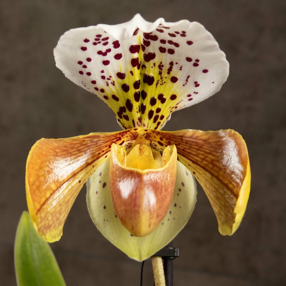 Hình ảnh lan hài ghi lại nét đẹp đặc trưng