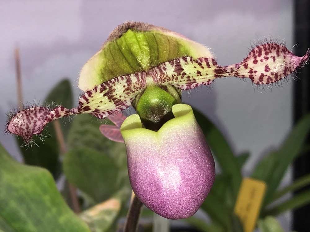 Các giống lan hài được giới chơi lan ưa chuộng