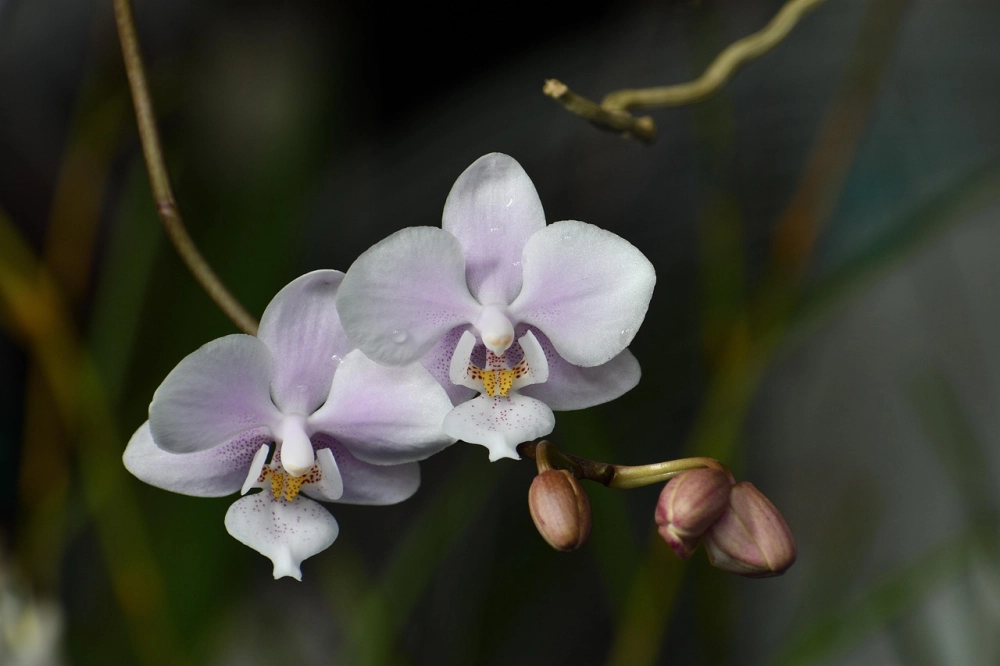 Xem ảnh lan hồ điệp để thêm cảm hứng