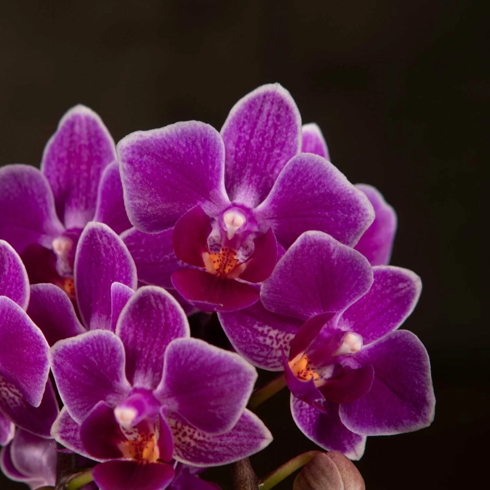 Kiểu dáng lan hồ điệp mềm mại hài hòa