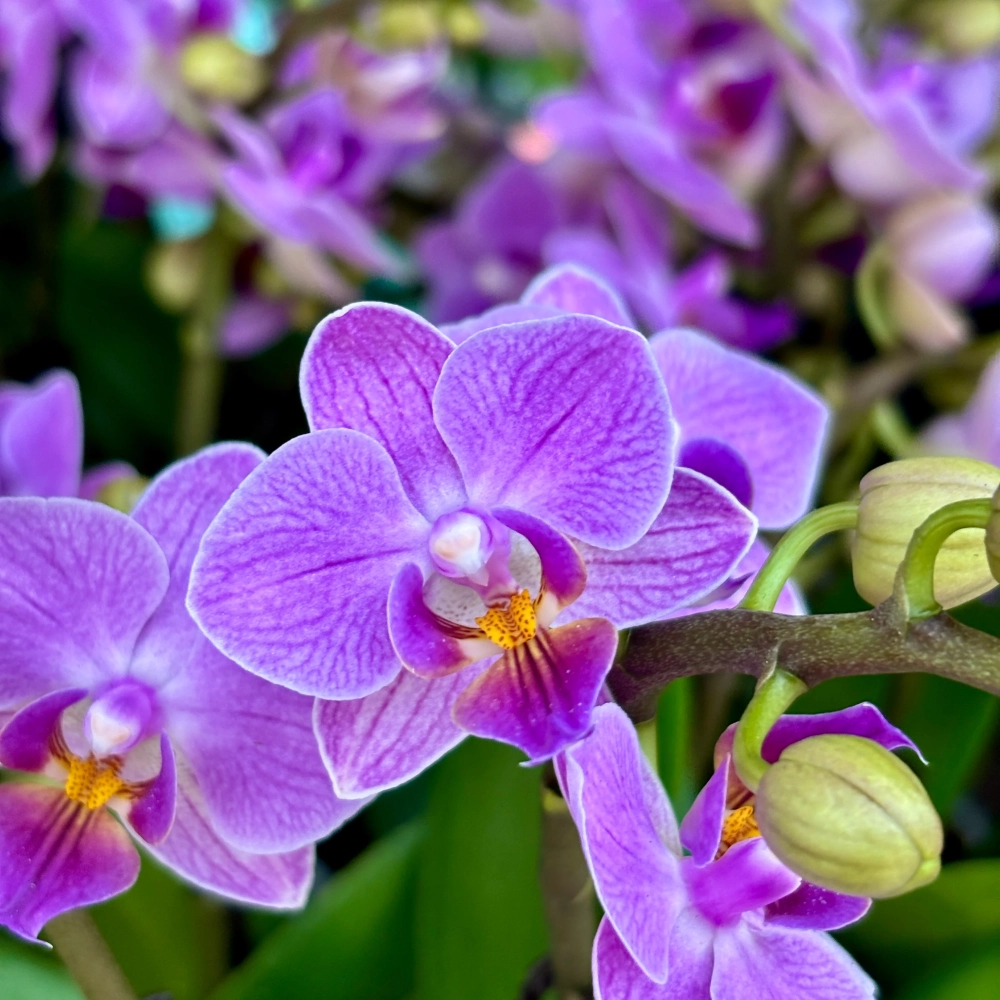 Hình ảnh lan hồ điệp tôn vinh vẻ đẹp