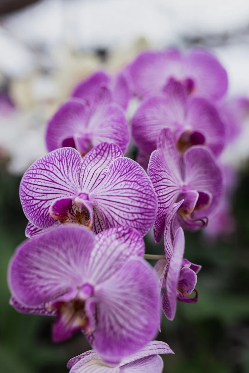 Hình ảnh hoa lan hồ điệp kiêu sa