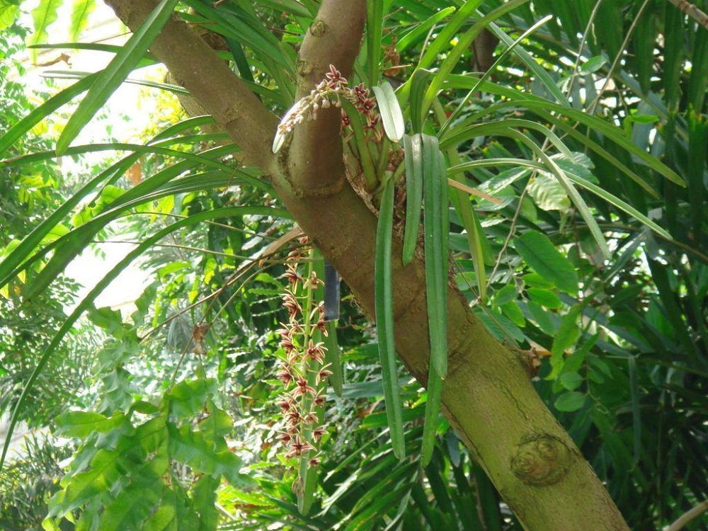 Ảnh lan kiếm đẹp tôn vinh thần thái hiếm có