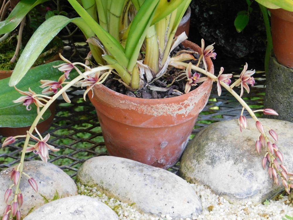 Hình nền điện thoại lan kiếm tinh tế dịu mắt