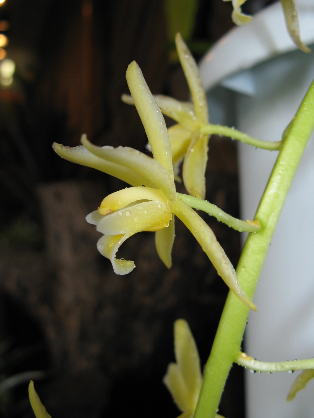 Background lan kiếm đậm chất nghệ thuật