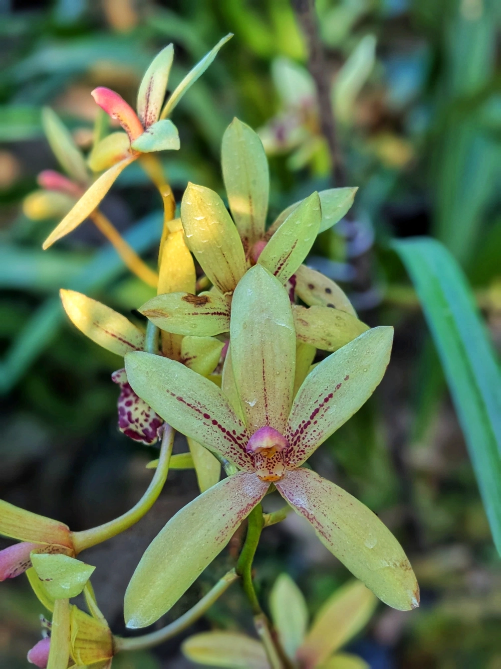 Tải ảnh lan kiếm lưu giữ khoảnh khắc quý