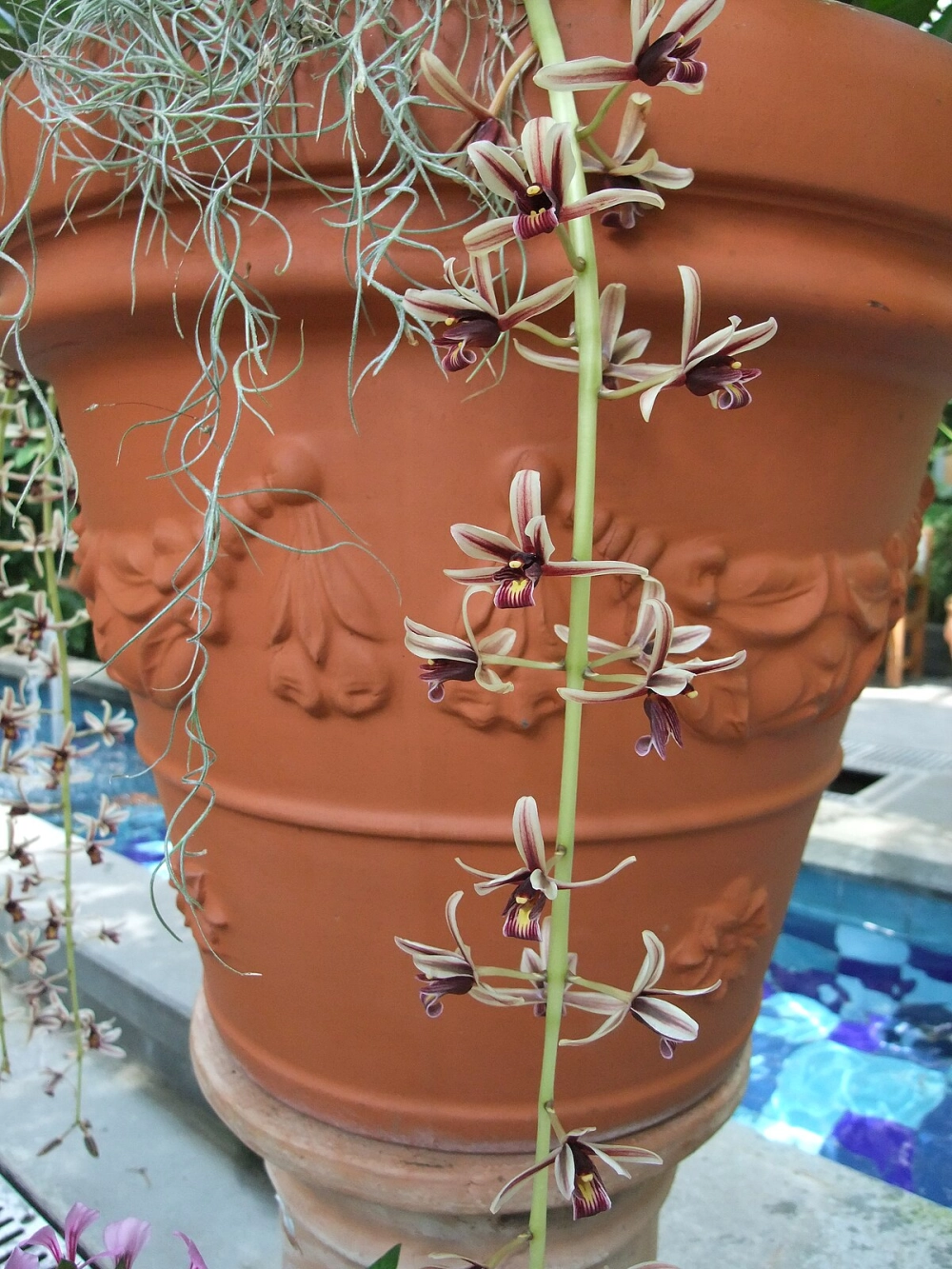 Hình ảnh phong lan kiếm đầy khí phách