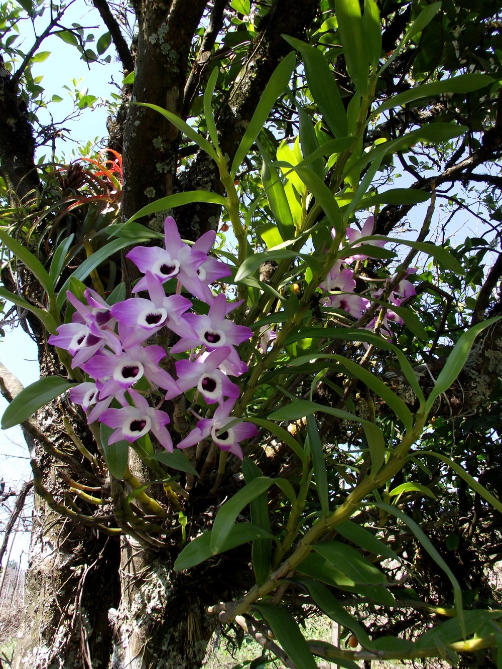 Phong lan trầm tím mang nét đẹp thanh cao