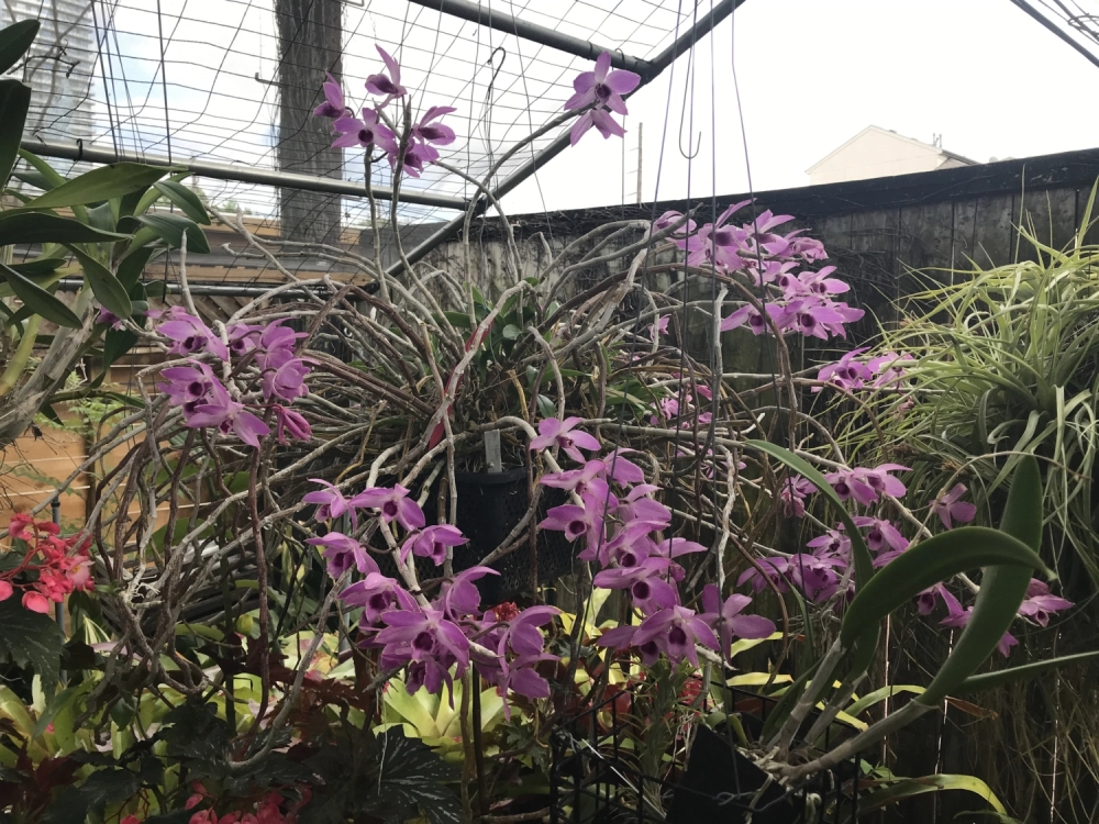 Ảnh lan trầm tím lưu giữ khoảnh khắc quý