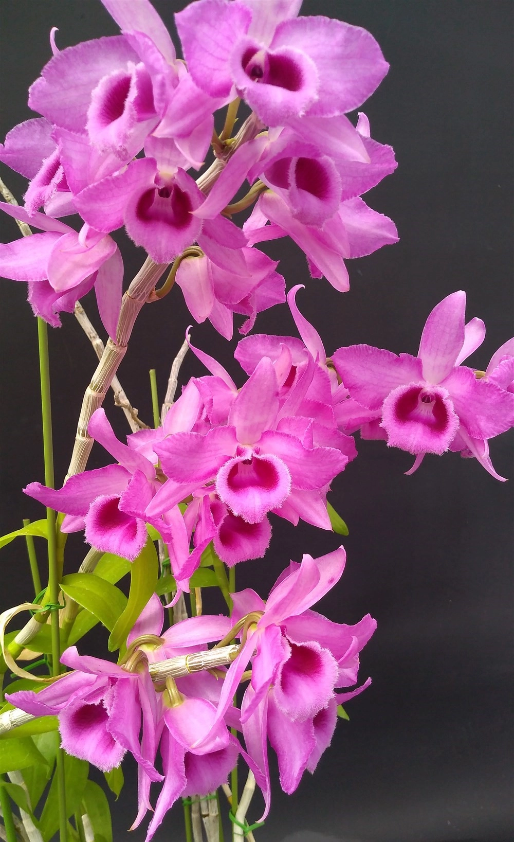 Mặt hoa lan trầm tím tinh xảo cân đối