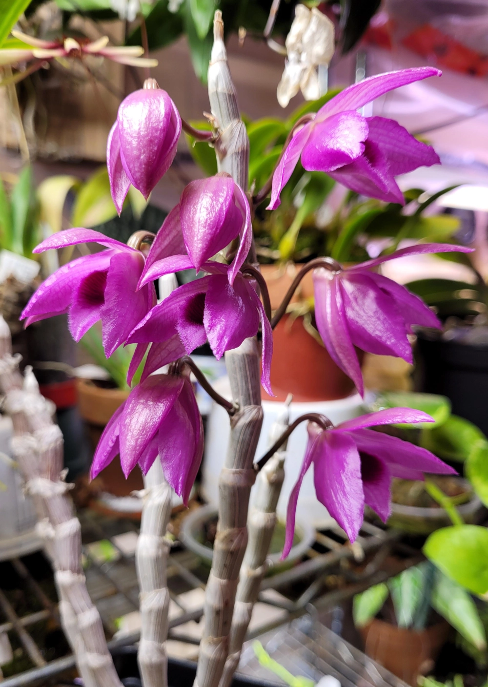 Lan trầm tím rừng mang vẻ đẹp hoang dã