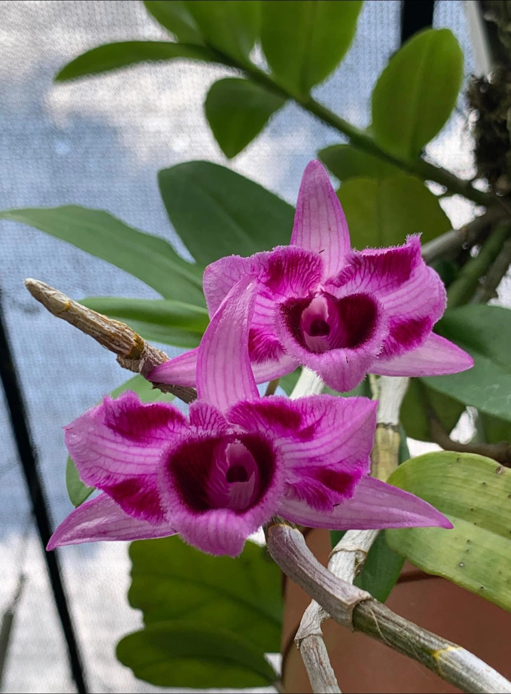 Ảnh đẹp lan trầm tím đầy chất nghệ thuật