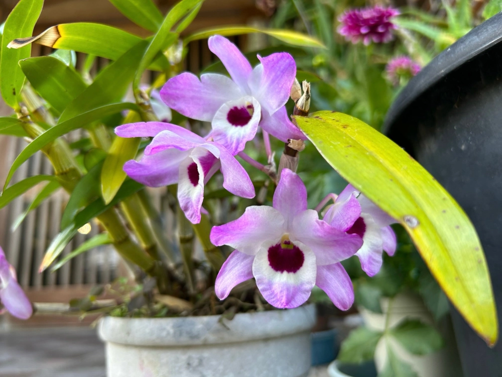 Tuyệt phẩm lan trầm tím hội tụ tinh hoa