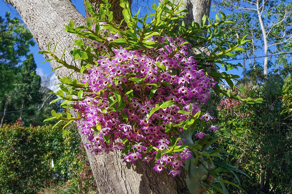 Bộ sưu tập lan trầm tím đa dáng đa hoa