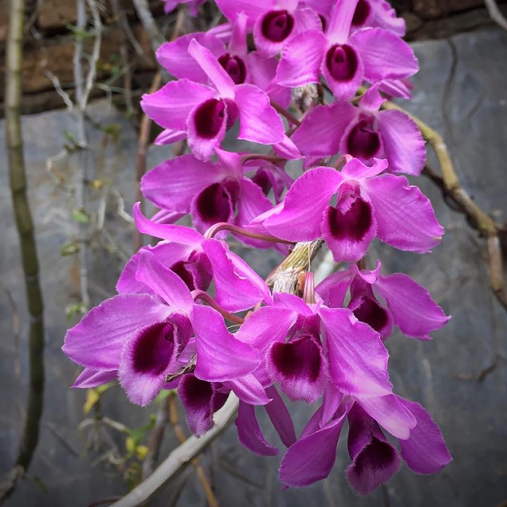 Tải ảnh lan trầm tím lưu giữ vẻ đẹp