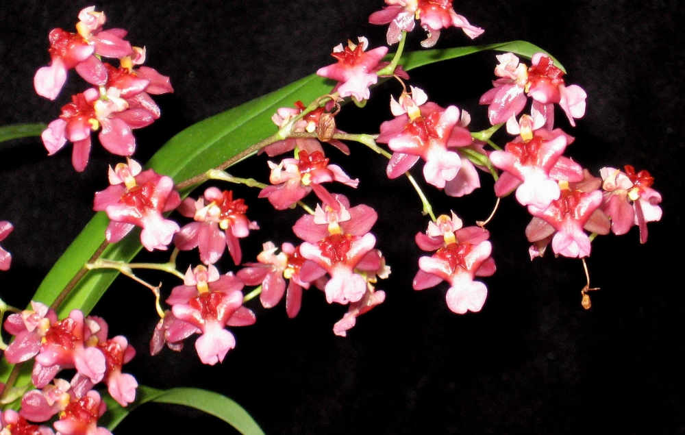 Hoa lan vũ nữ mềm mại khoe sắc duyên dáng