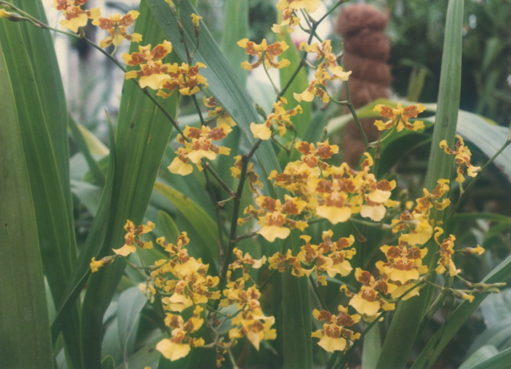 Phong lan vũ nữ mang vẻ đẹp thanh thoát tự nhiên