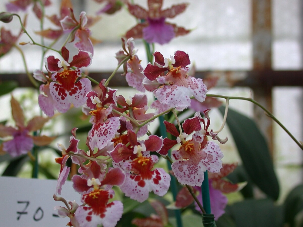 Chăm sóc lan vũ nữ đúng cách cho hoa bền