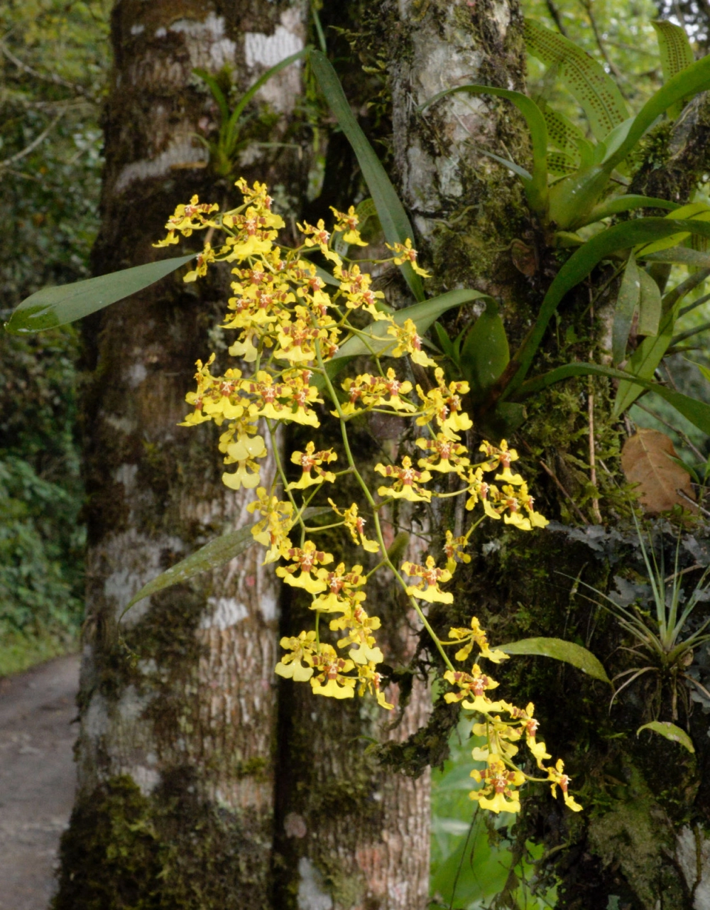 Hình ảnh lan vũ nữ ghi lại nét đẹp uyển chuyển