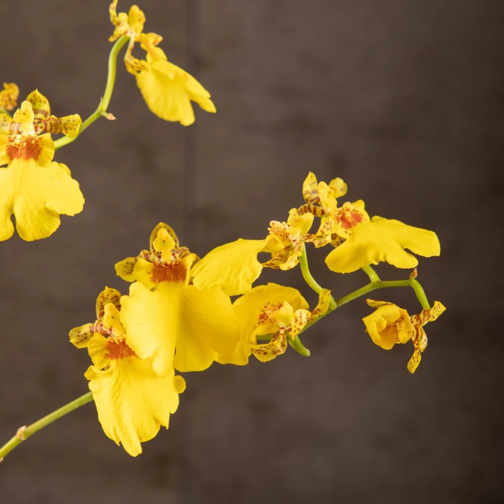 Chậu lan vũ nữ đẹp sang trọng trang nhã