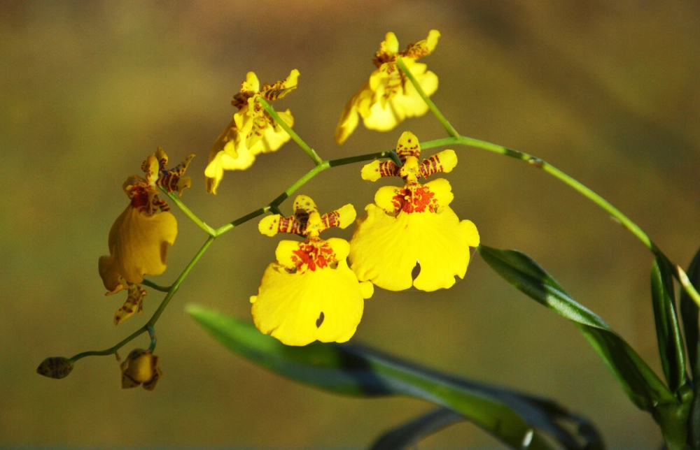 Lan vũ nữ ra hoa tháng mấy được quan tâm