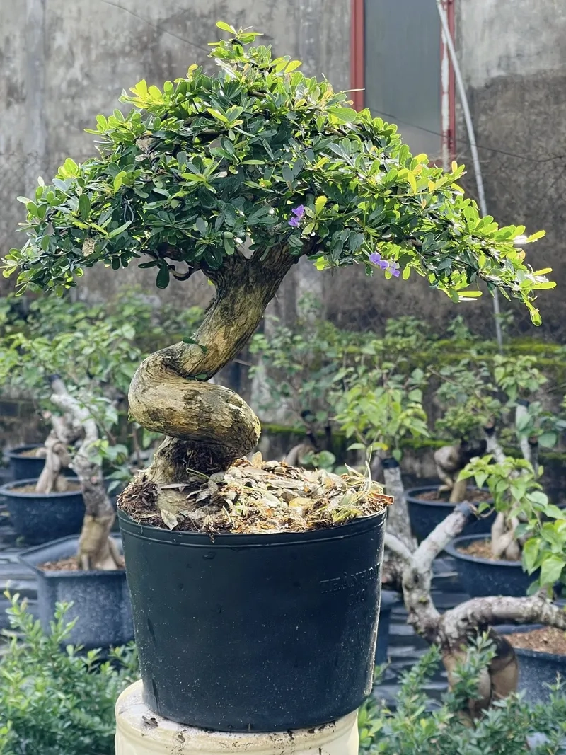 Thế linh sam thác đổ phóng khoáng