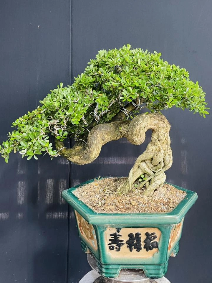 Mẫu linh sam ghép kỳ duyên lạ