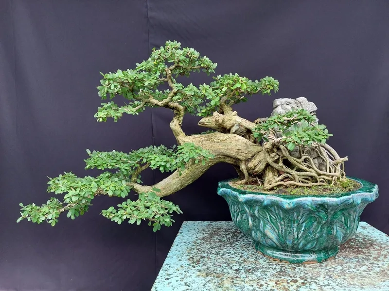 Các phôi linh sam giá rẻ dễ tìm