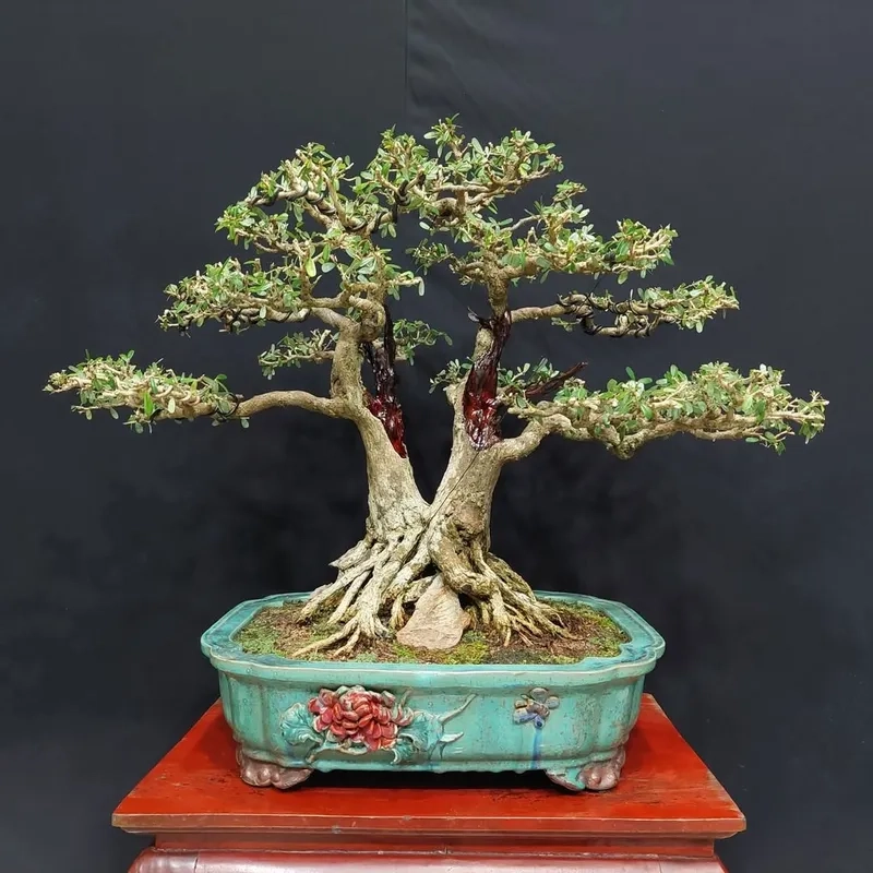 Sắc hoa linh sam tím mộng mơ