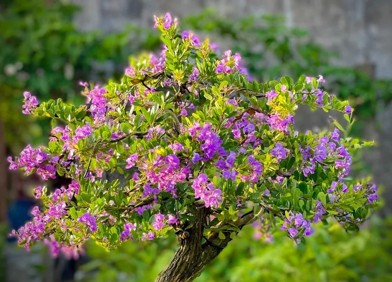 Gốc linh sam da đen cổ thụ đẹp