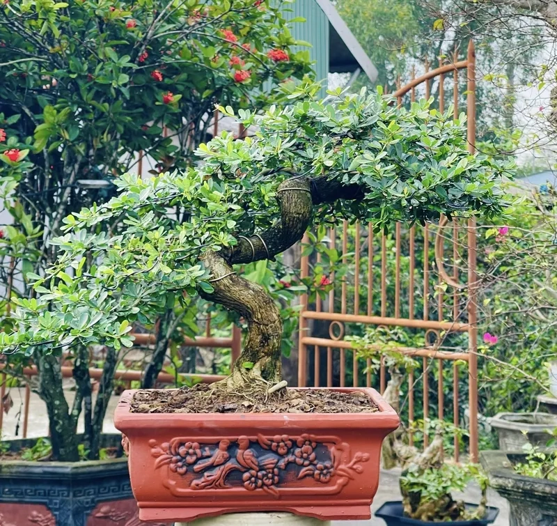 Chậu linh sam mini để bàn xinh