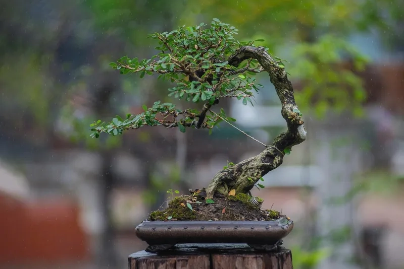 Mẫu linh sam 86 bonsai đẹp