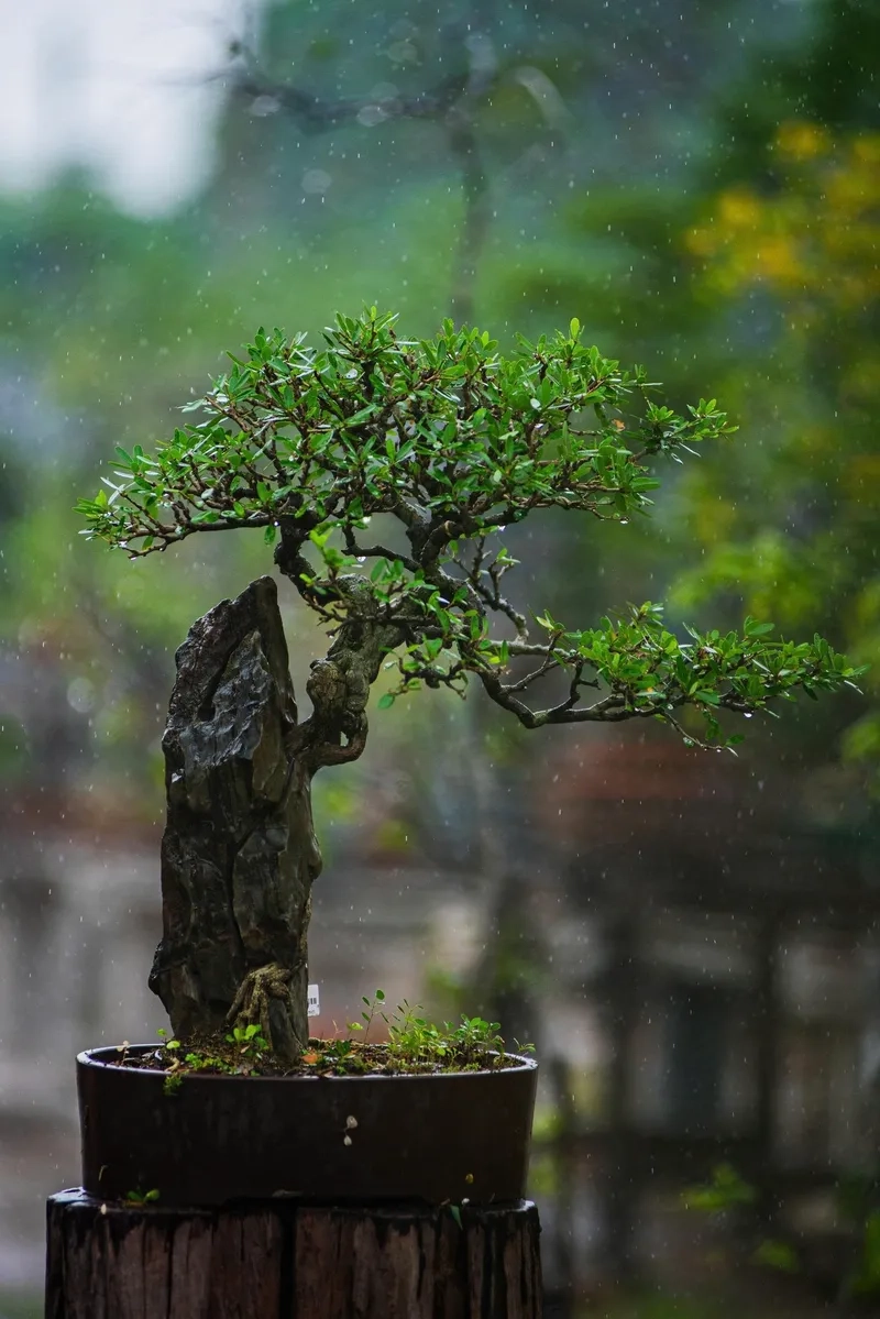 Cây linh sam hạt gạo nhỏ xinh