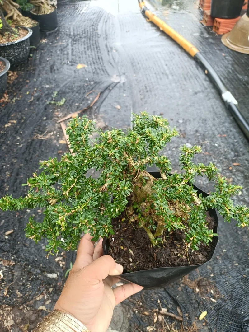 Xem giá linh sam bonsai xịn