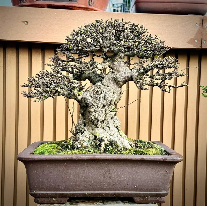 Thế mai chiếu thủy dáng văn nhân