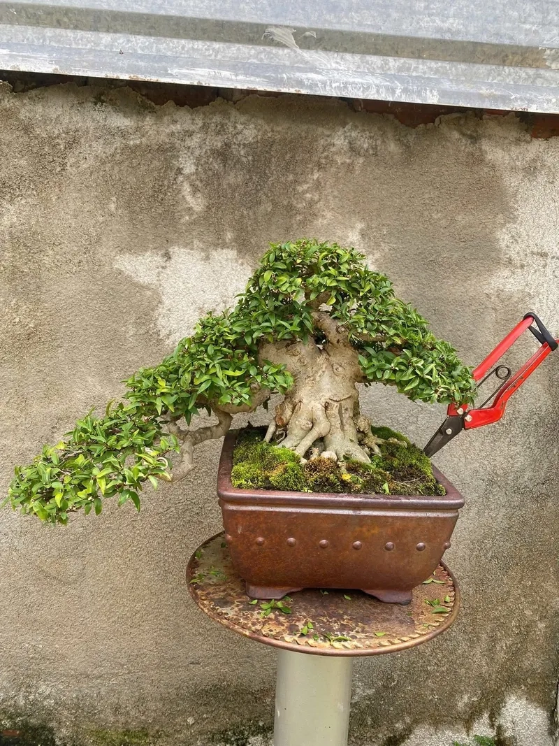 Tìm hiểu ý nghĩa mai chiếu thủy