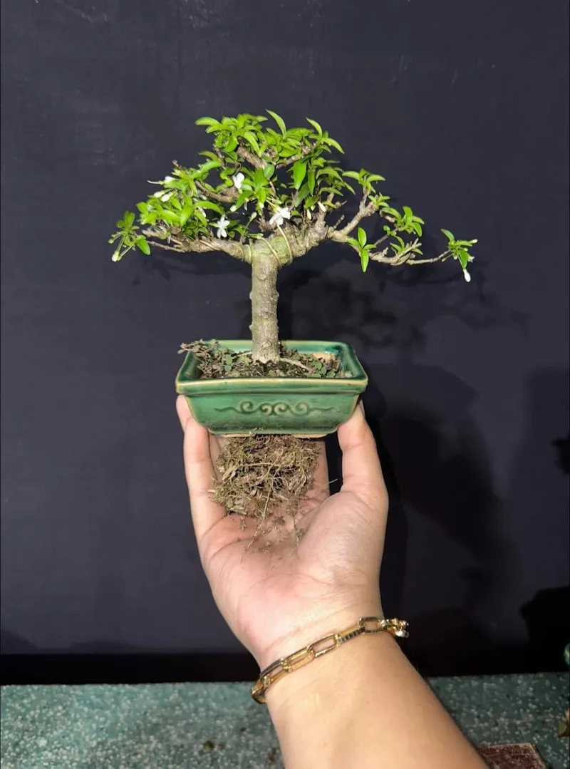 Kiểu mai chiếu thủy lá kim nhỏ