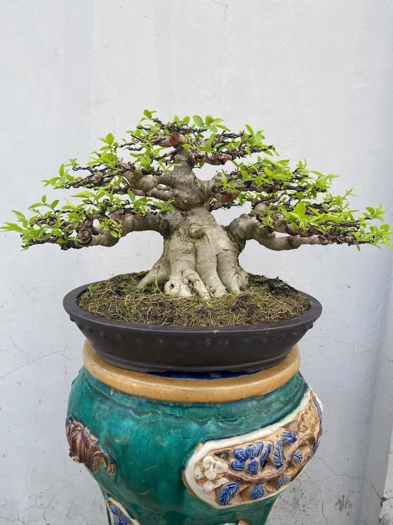 Gốc mai chiếu thủy nu mặt khỉ