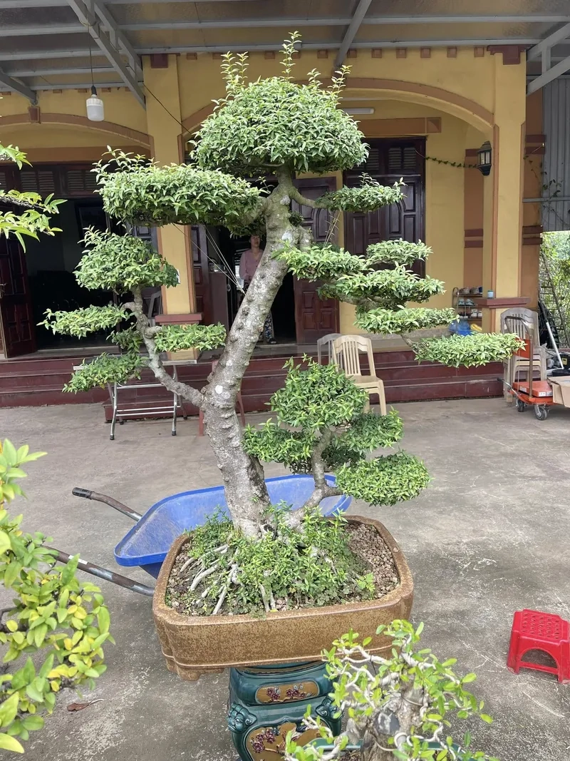 Cây mai chiếu thủy lá lớn khỏe